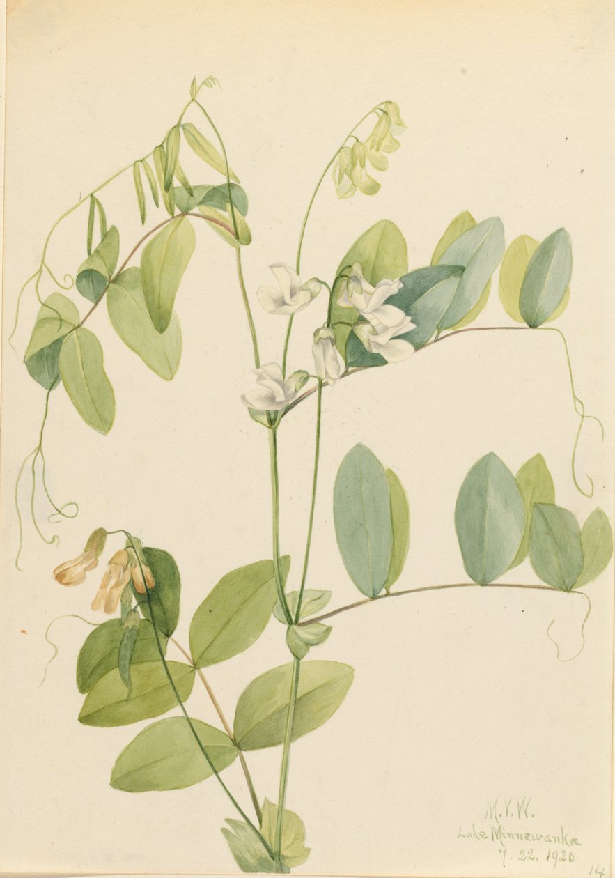 Pois blanc Lathyrus ochroleucus, 1920 - Mary Vaux Walcott