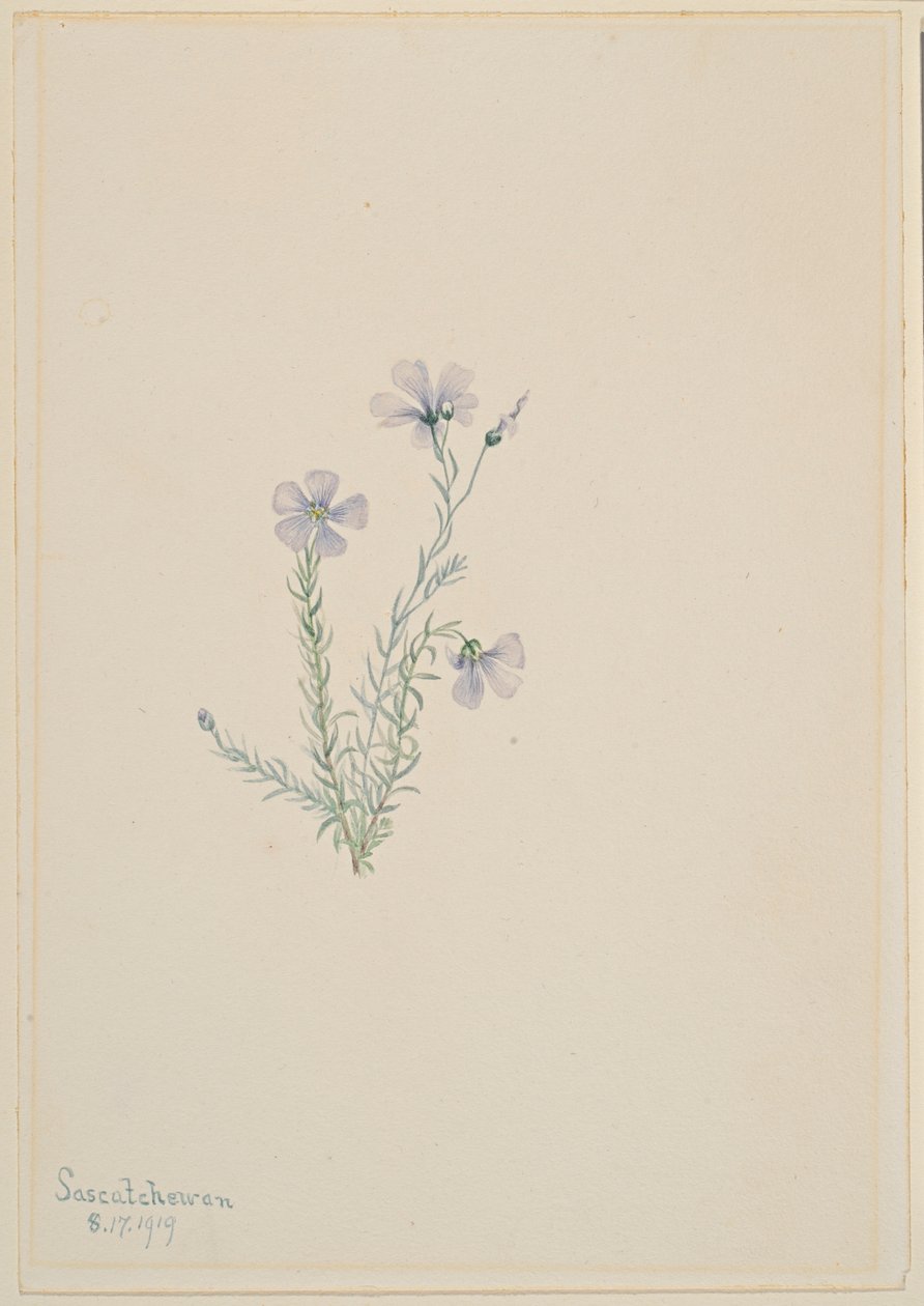 Lin sauvage (Linum lewisii) - Mary Vaux Walcott