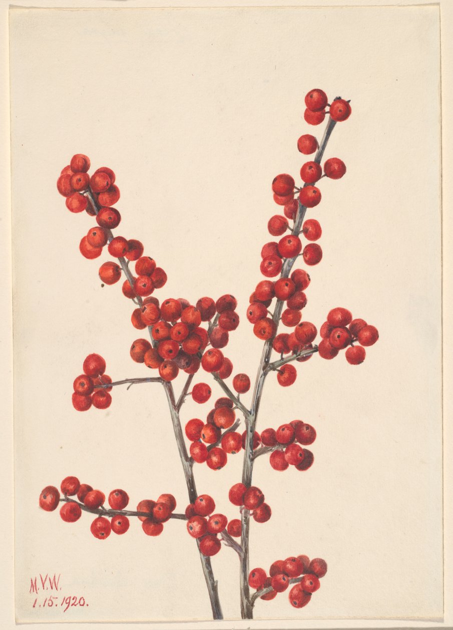 Myrtille (Ilex verticillata) - Mary Vaux Walcott