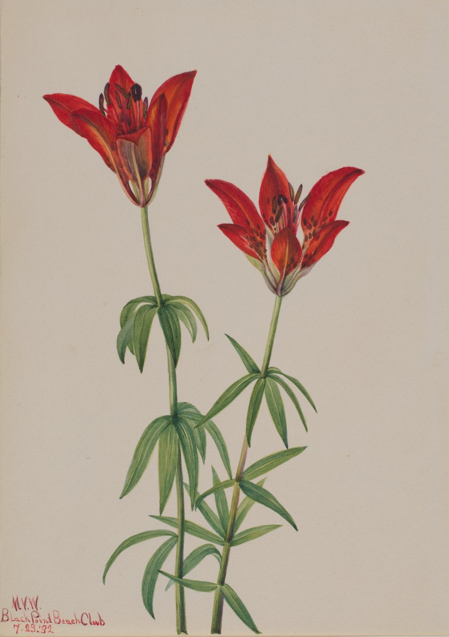 Lys des bois Lilium philadelphicum, 1932 - Mary Vaux Walcott