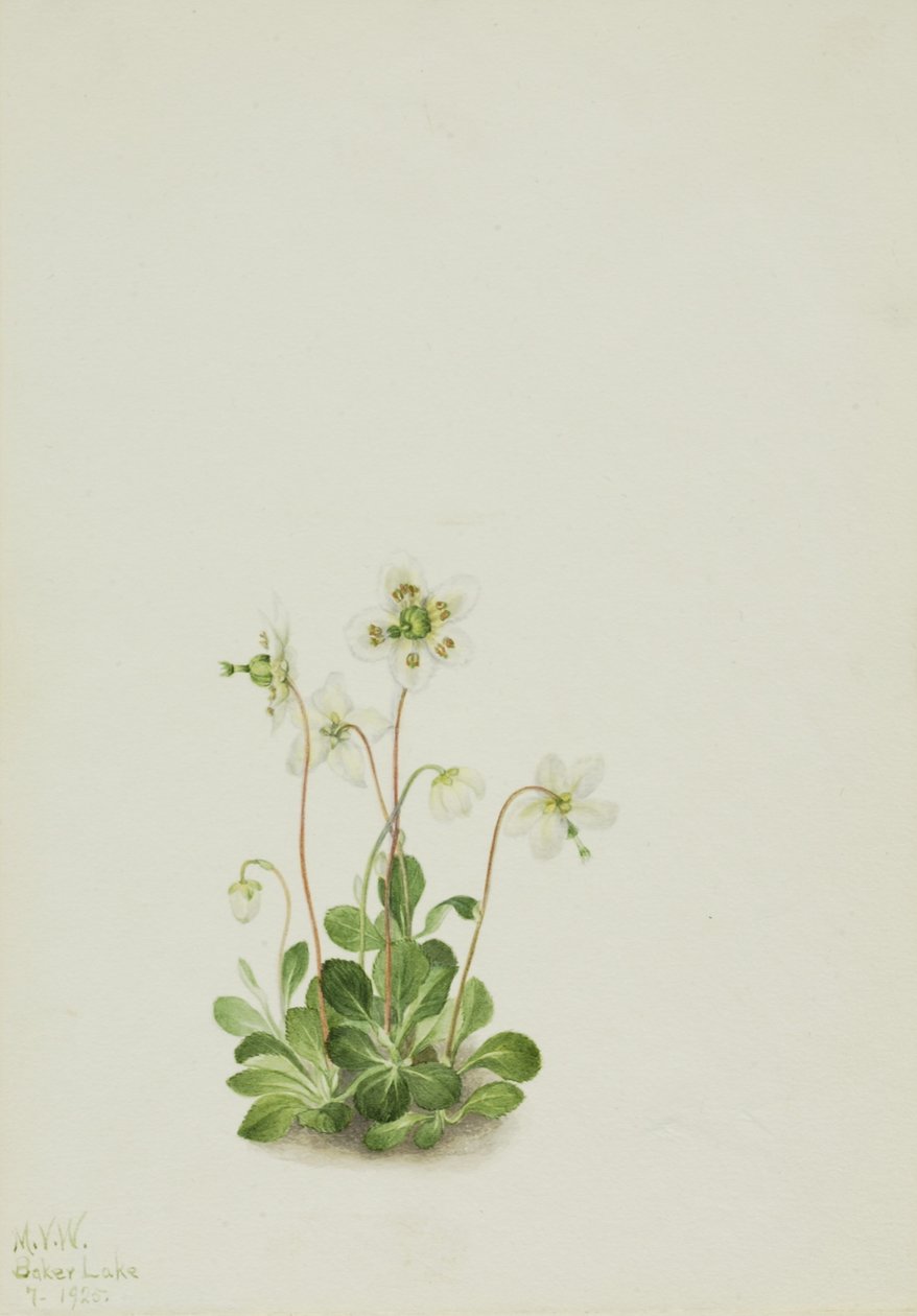 Nymphe des bois (Moneses uniflora) - Mary Vaux Walcott