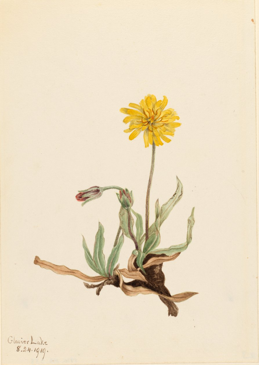 Agoséris laineux (Agoseris villosa) - Mary Vaux Walcott