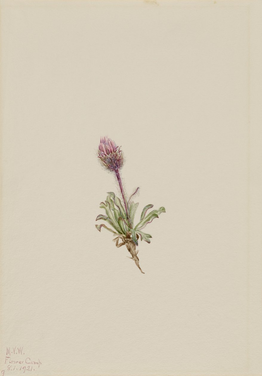 Vergerette laineuse (Erigeron lanatus) - Mary Vaux Walcott