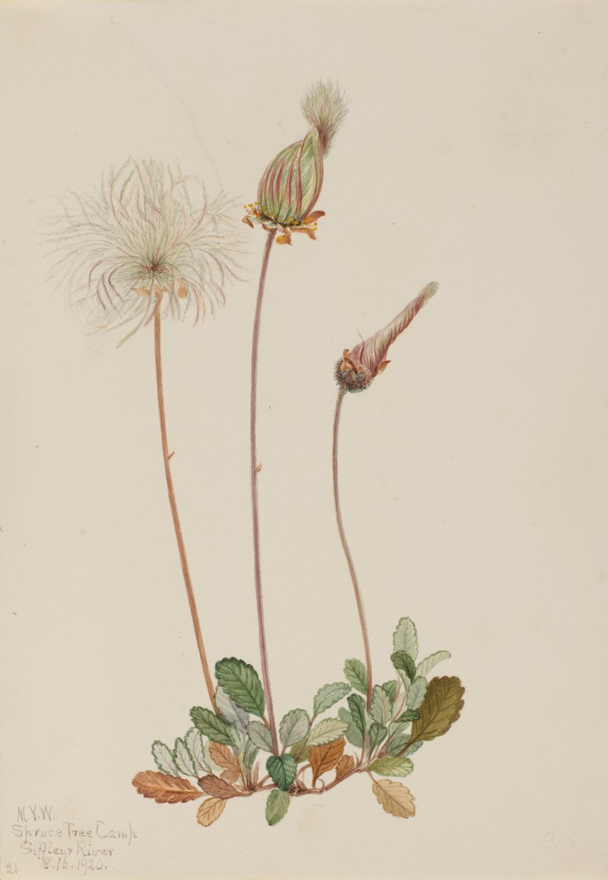 Fruit de Dryade Jaune Dryas drummondii, 1920 - Mary Vaux Walcott