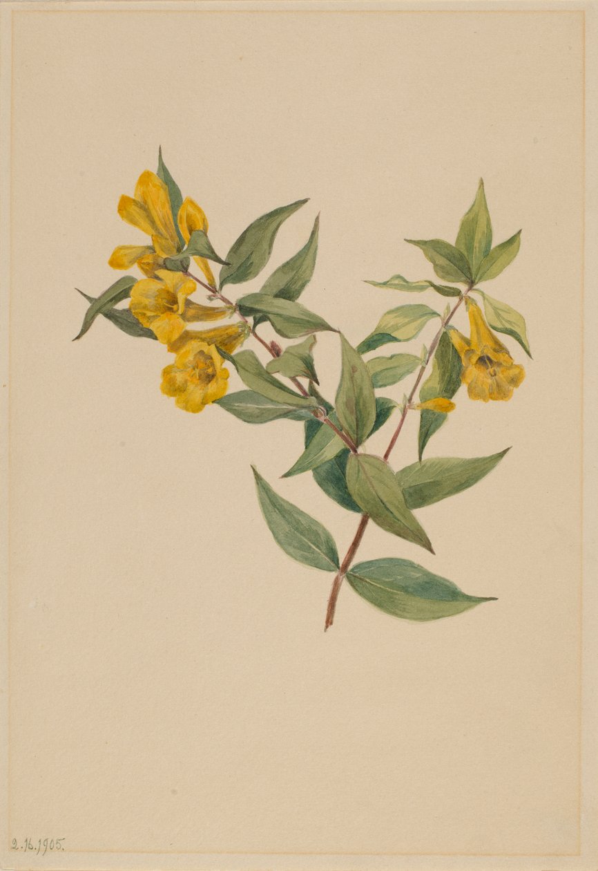 Jessamine jaune (Gelsemium sempervirens) - Mary Vaux Walcott