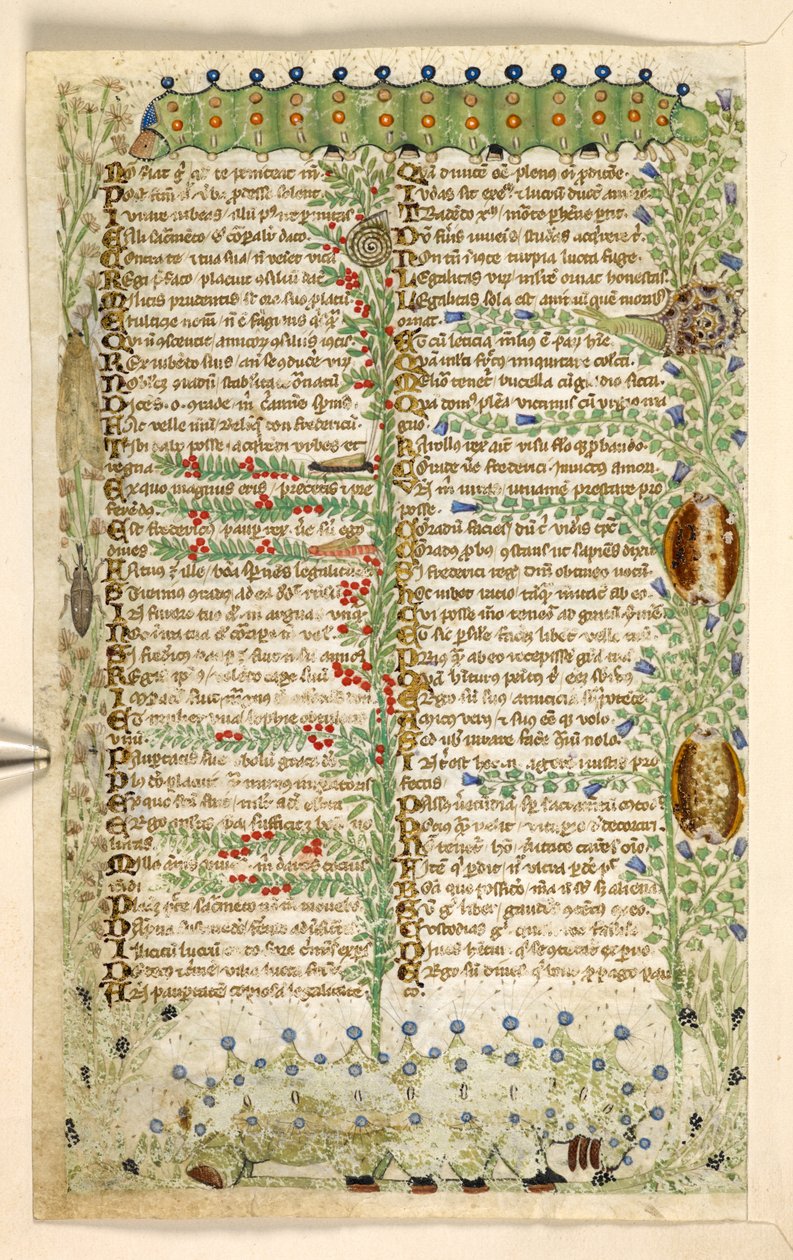Chenilles, escargots et autres insectes, d