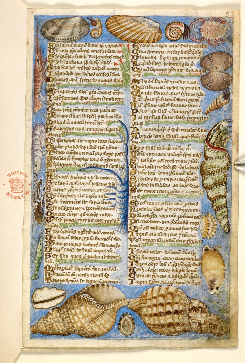 Coquillages et créature marine, d
