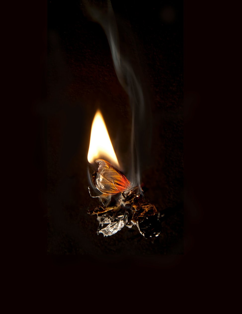 Burning Butterfly 19, 2013 (Lambda print) - Mat Collishaw