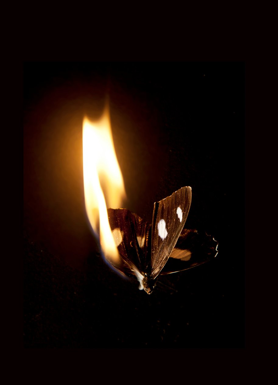 Burning Butterfly 21, 2013 (Lambda print) - Mat Collishaw