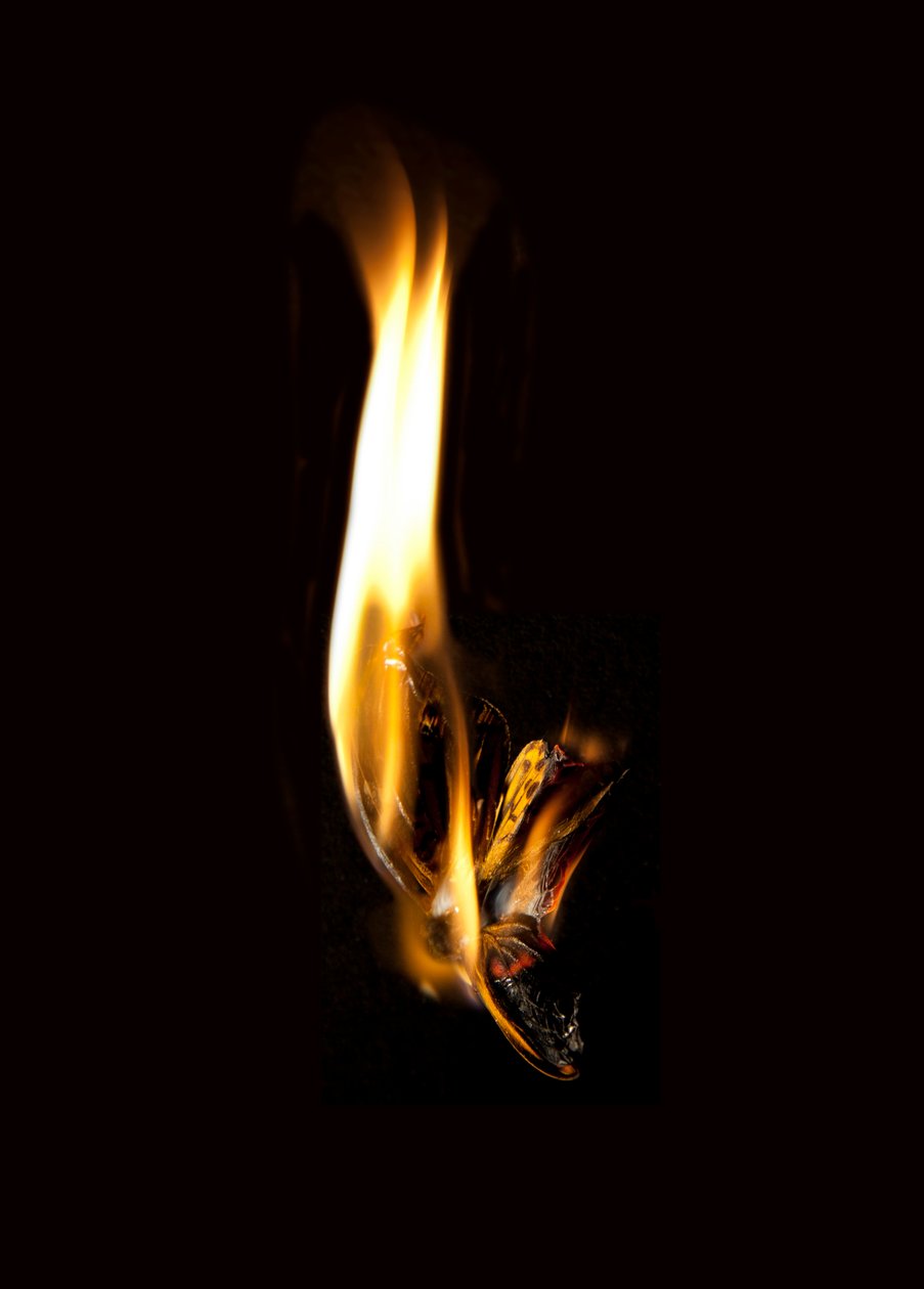 Burning Butterfly 2, 2013 (Lambda print) - Mat Collishaw