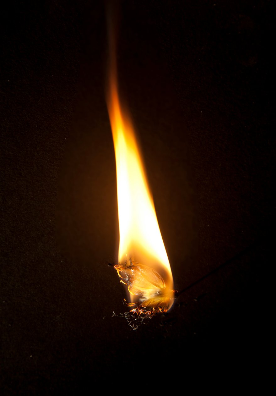 Burning Butterfly 3, 2013 (Lambda print) - Mat Collishaw