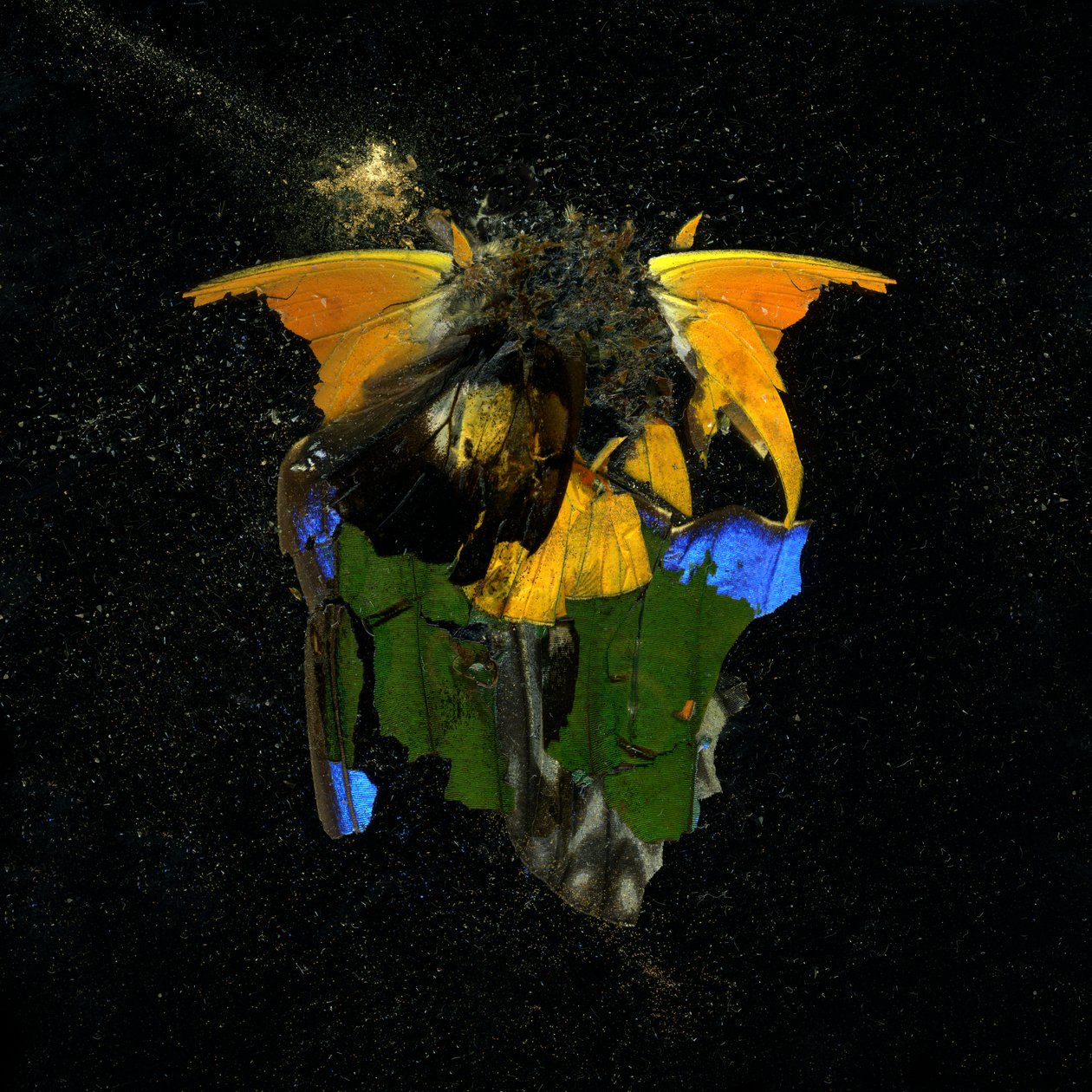 Insecticide 14, 2009 (photographie de type C) - Mat Collishaw