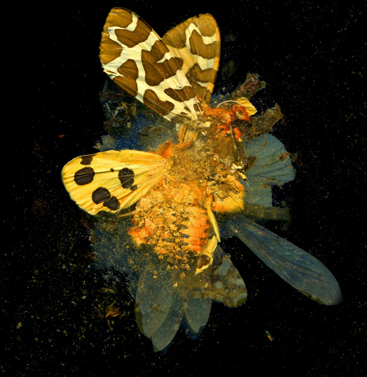 Insecticide 24, 2008 (photographie de type C) - Mat Collishaw