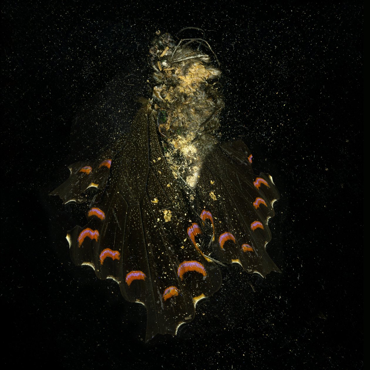 Insecticide 28, 2011 (photographie de type C) - Mat Collishaw