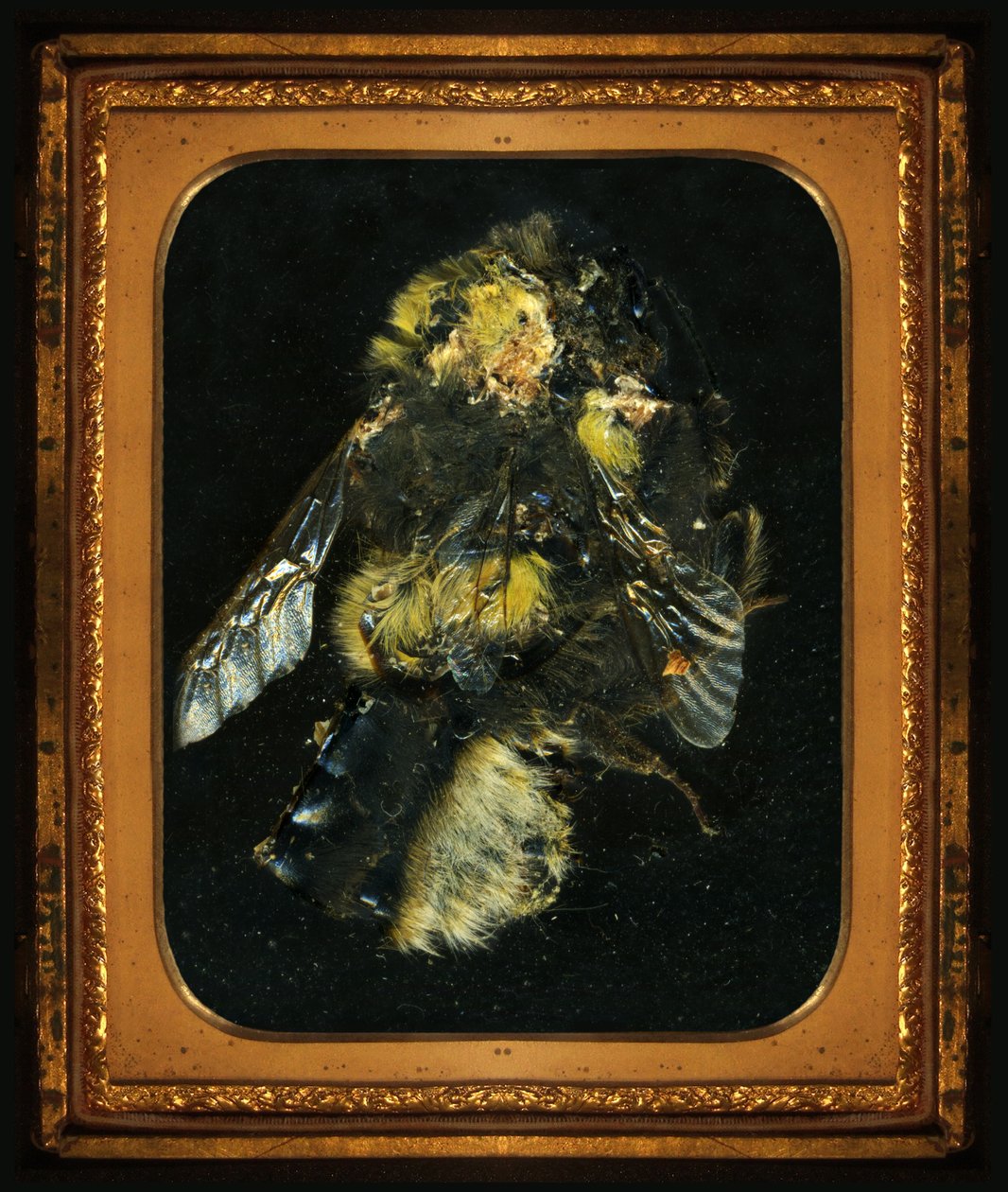 Insecticide 2, 2006 (photographie de type C) - Mat Collishaw
