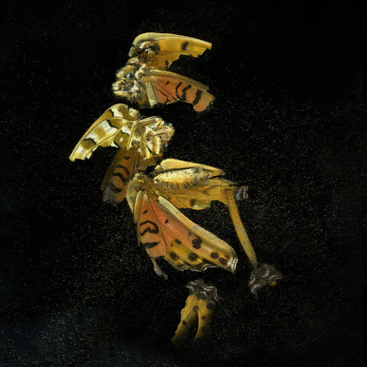 Insecticide 35, 2011 (C-type photograph) - Mat Collishaw