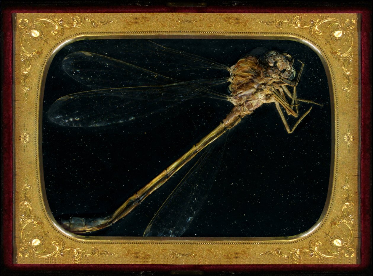 Insecticide 7, 2006 (photographie de type C) - Mat Collishaw