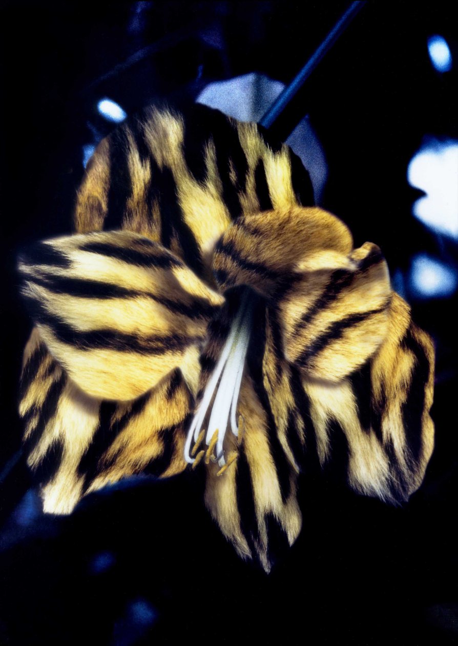 Lys à peau de tigre - Mat Collishaw