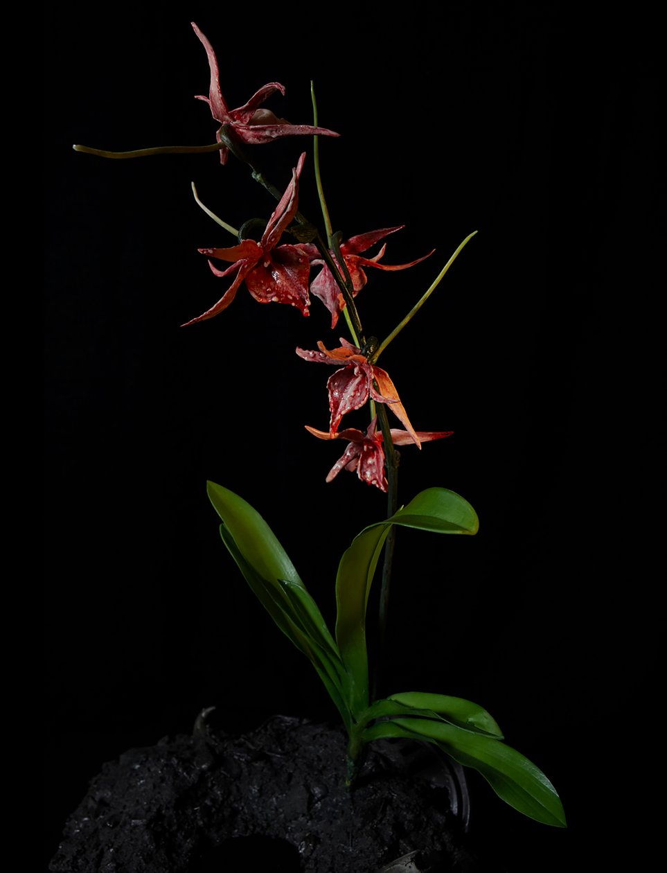 Muse vénale, Augean, 2012 (résine, peinture émaillée, bois, verre, acier) - Mat Collishaw