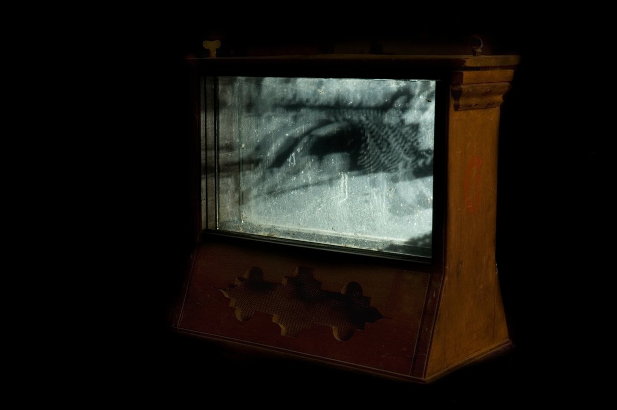 Wormery, 2009 (bois, verre, acier, projecteur et lecteur) - Mat Collishaw
