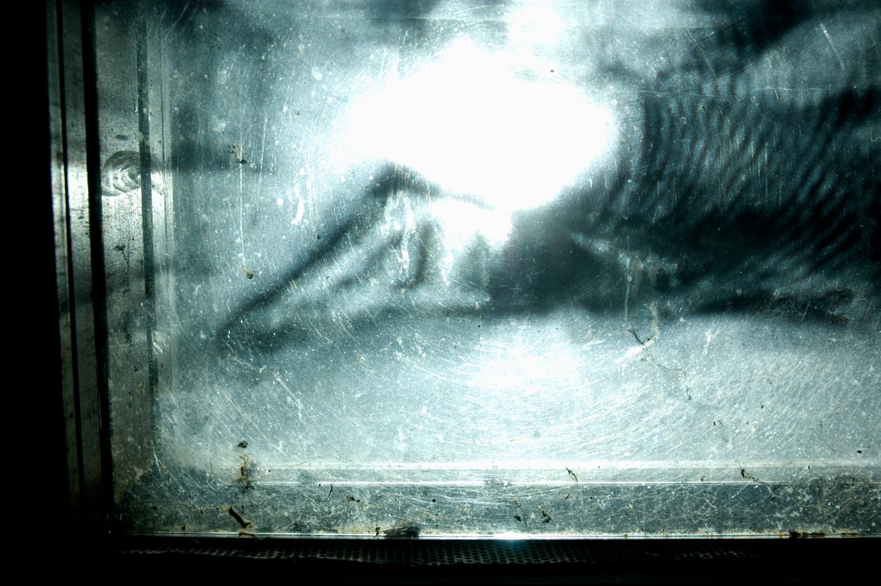 Wormery, 2009 (bois, verre, acier, projecteur et lecteur) - Mat Collishaw