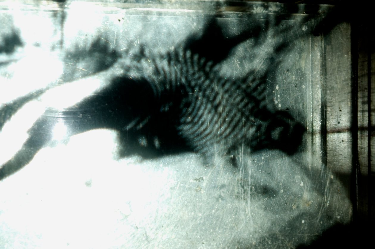 Wormery, 2009 (bois, verre, acier, projecteur et lecteur) - Mat Collishaw
