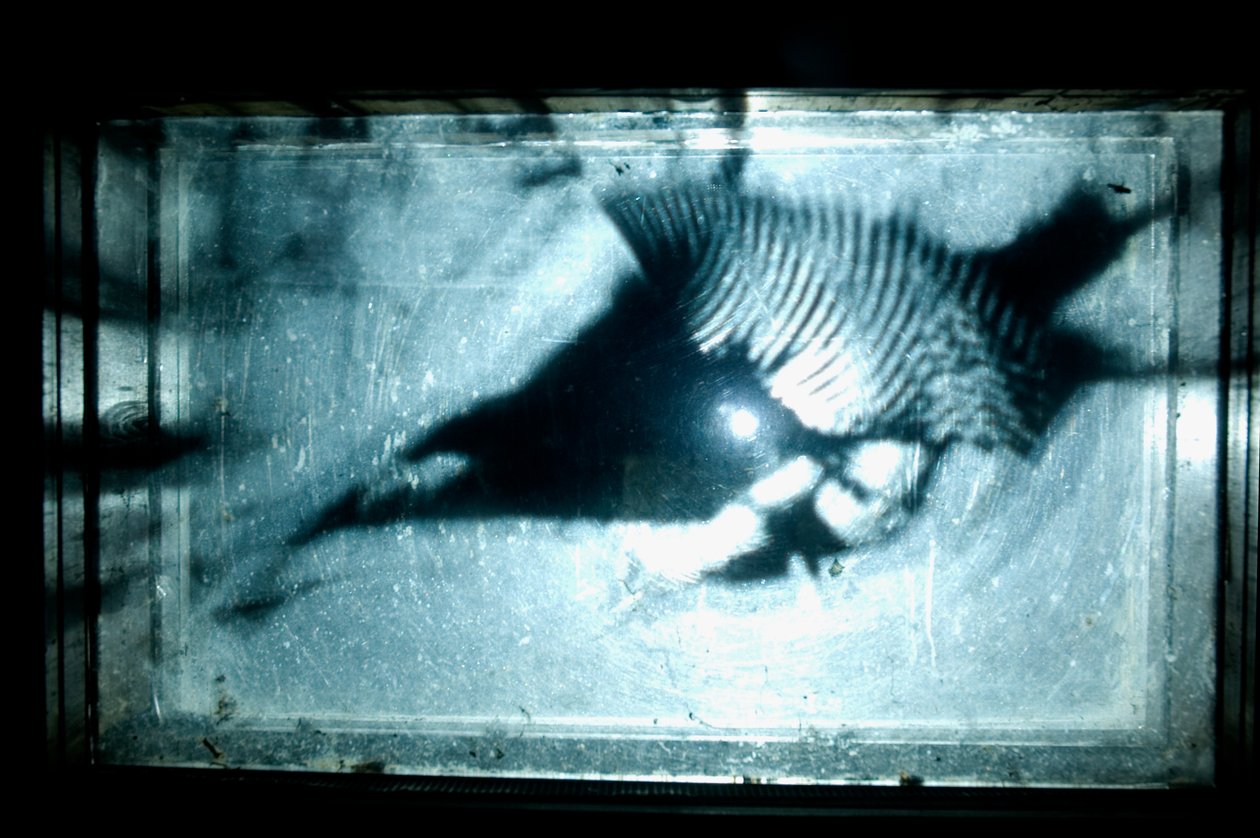 Wormery, 2009 (bois, verre, acier, projecteur et lecteur) - Mat Collishaw