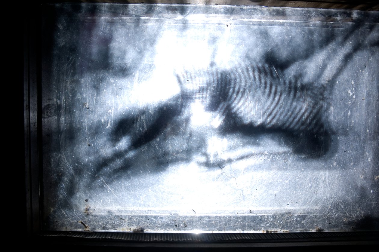Wormery, 2009 (bois, verre, acier, projecteur et lecteur) - Mat Collishaw