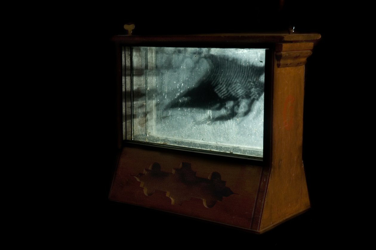 Wormery, 2009 (bois, verre, acier, projecteur et lecteur) - Mat Collishaw