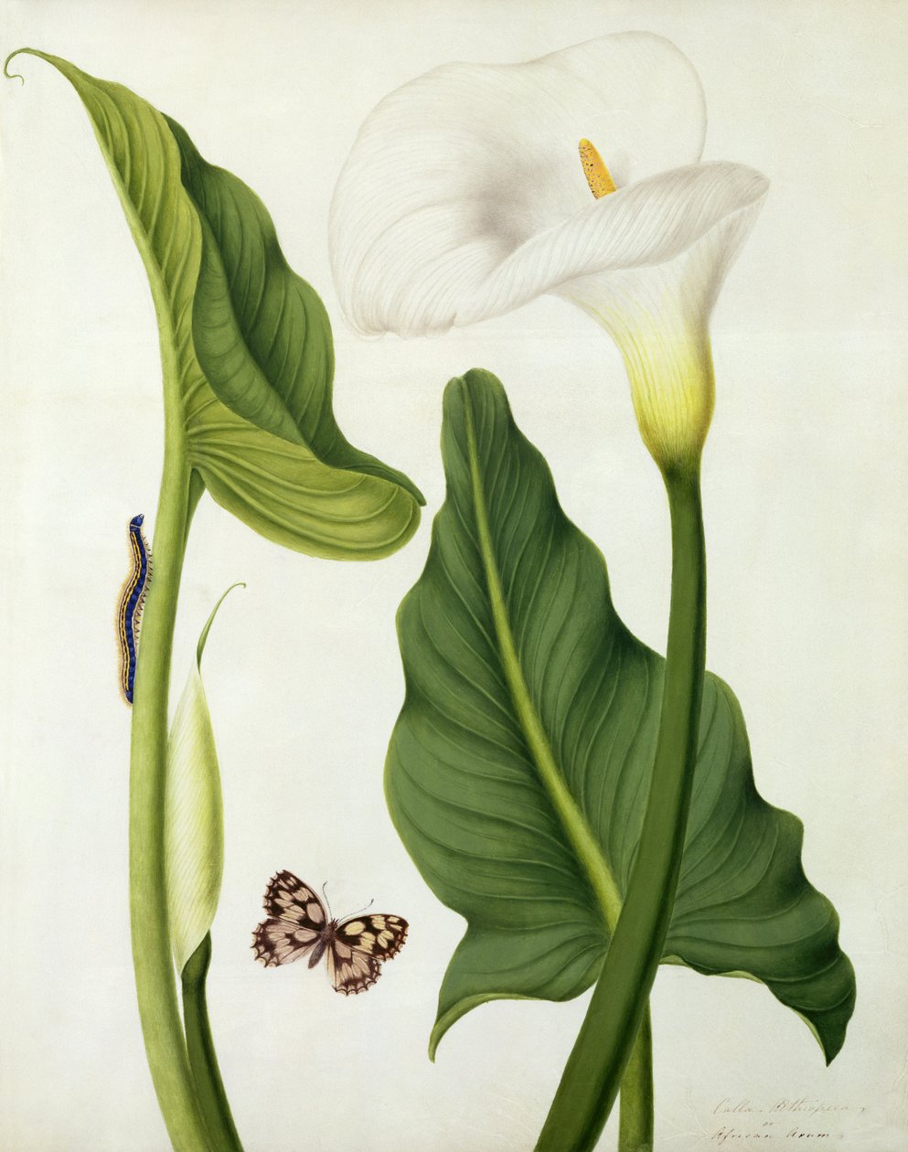Calla Aethiopica avec papillon et chenille - Matilda Conyers