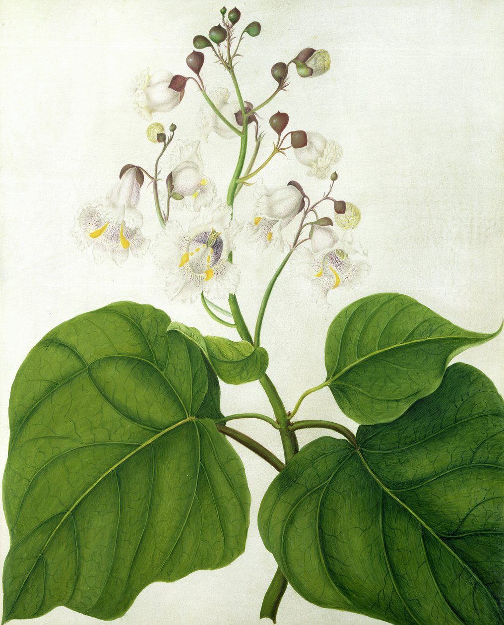 Catalpa Speciosa - Matilda Conyers