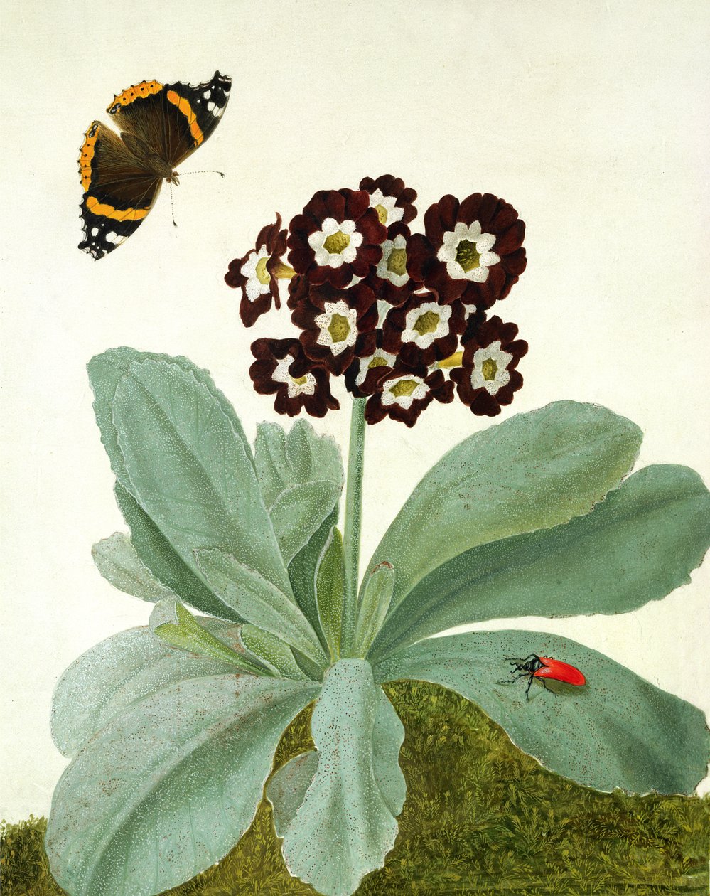 Primula Auricula avec papillon et coléoptère - Matilda Conyers