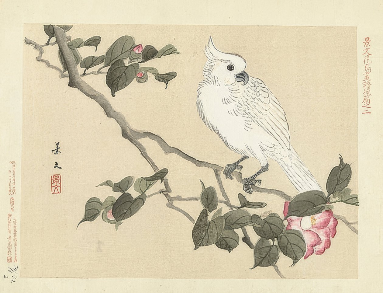 Cacatoès blanc sur une branche de camélia. 1892 - Matsumura Keibun