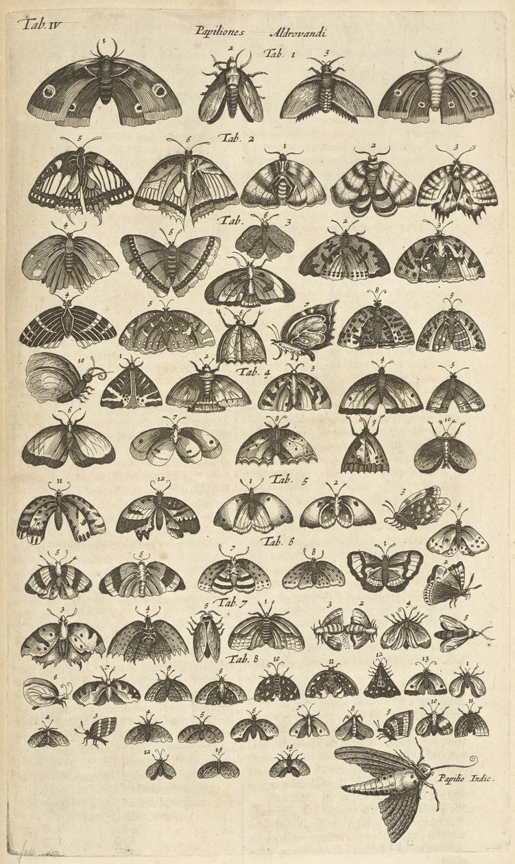 Tab. IV, Papillons et mites, Illustration de 