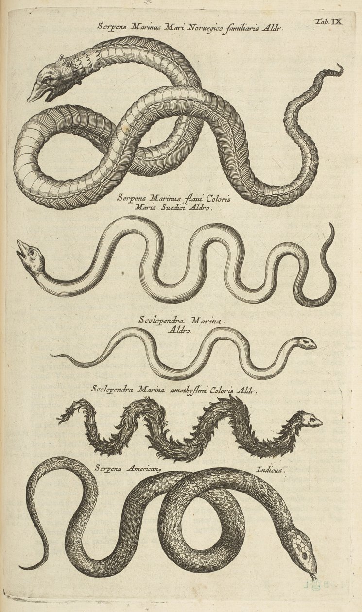 Tab IX, Serpents de mer, Illustration de 