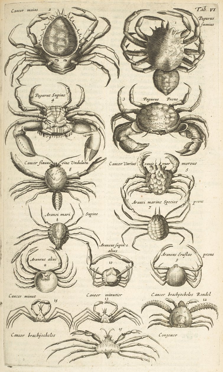 Tab VI, Crabes, Illustration de 