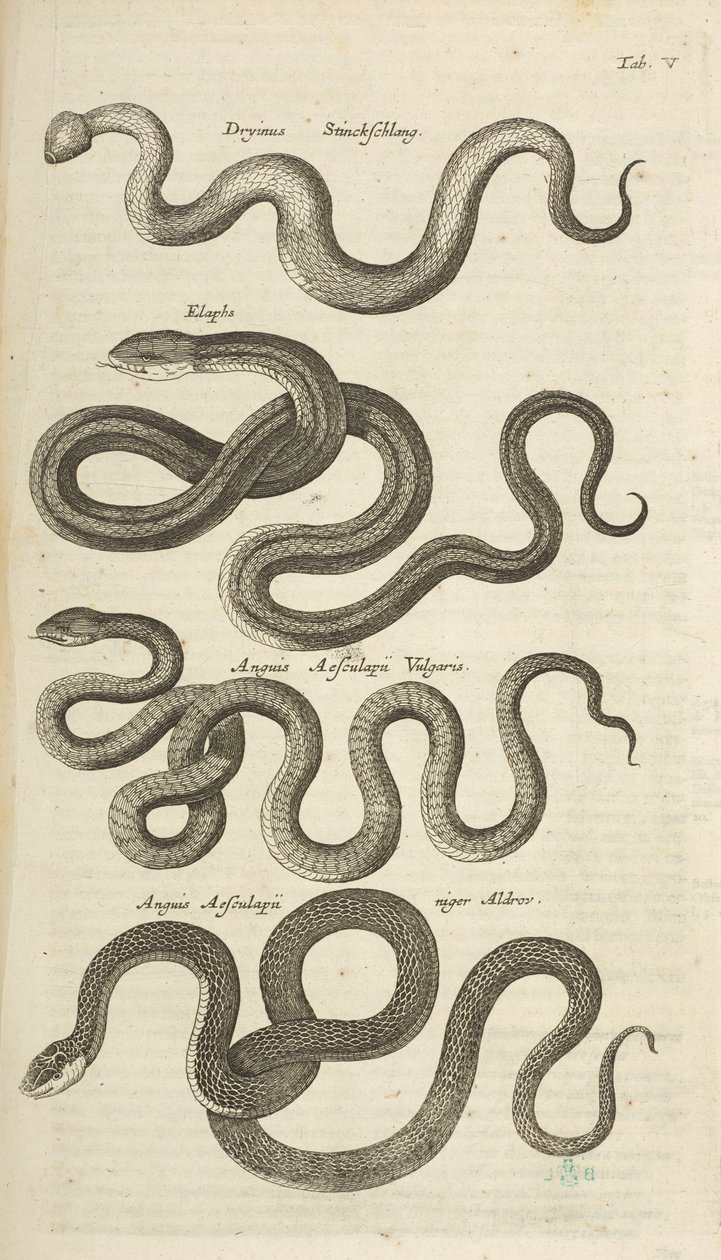 Tab V, Serpents, Illustration de 