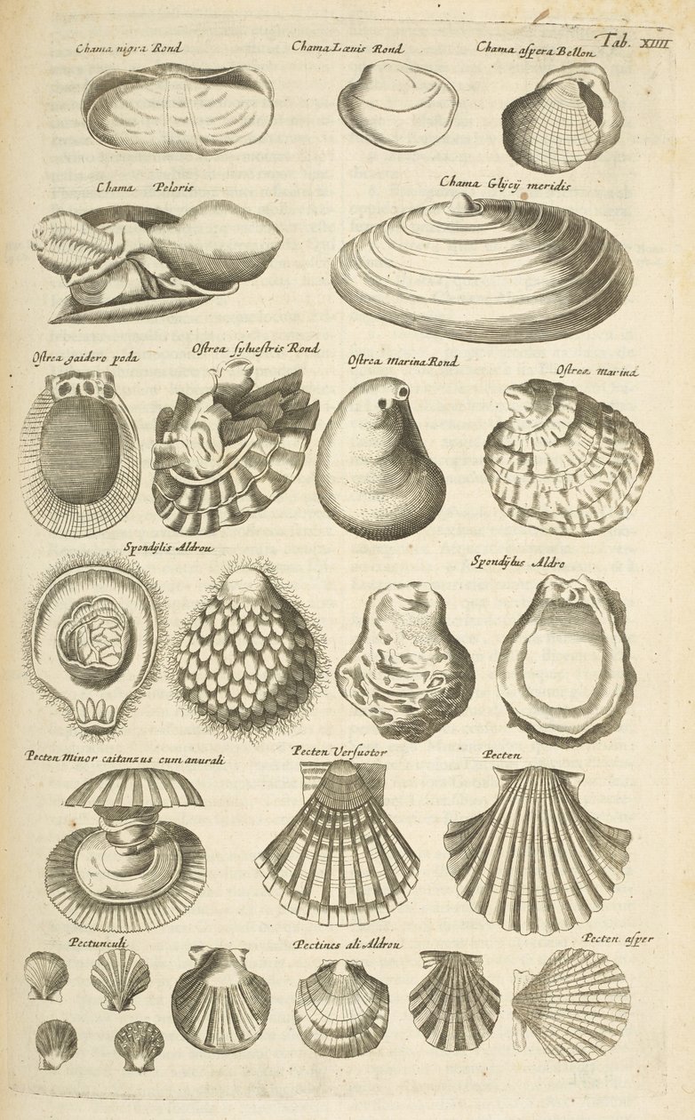 Tab XIIII, Divers coquillages, Illustration de 