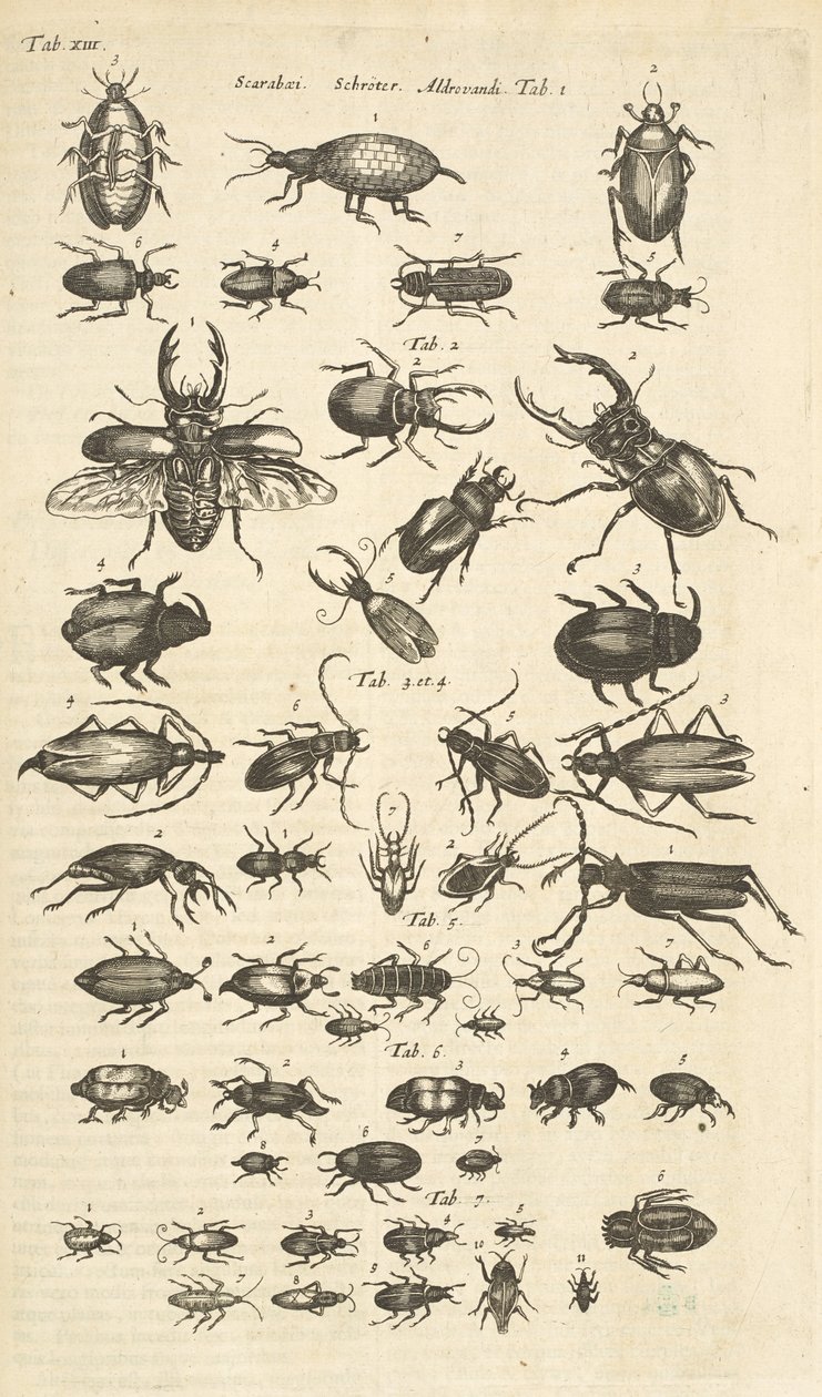 Tab XIII, Coléoptères, Illustration de 