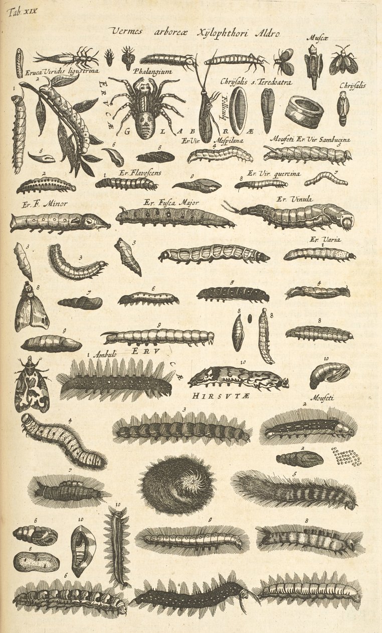 Tab XIX, Chenilles, Illustration de 