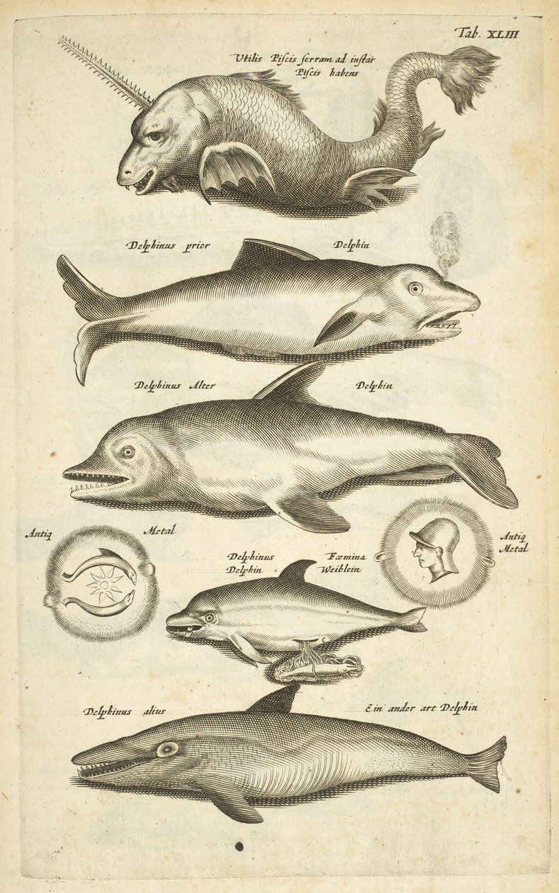 Tab XLIII, Dauphins, Illustration de 
