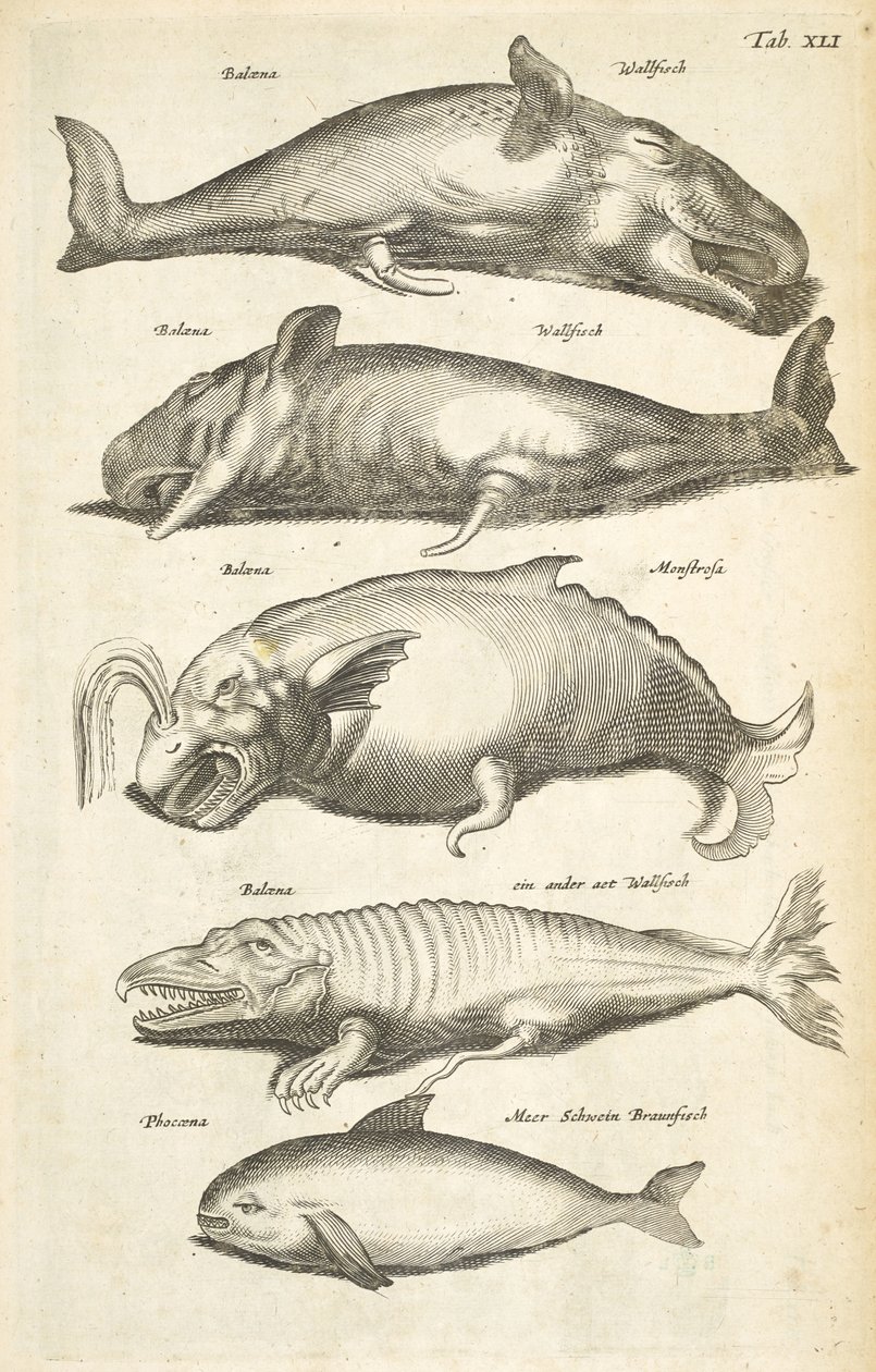 Tab XLI, Baleines, Illustration de 