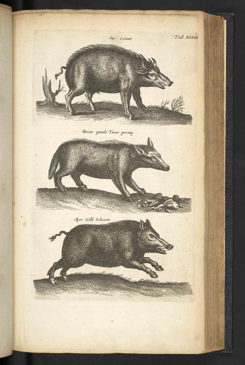 Tab XLVIII, Sanglier, Illustration de 