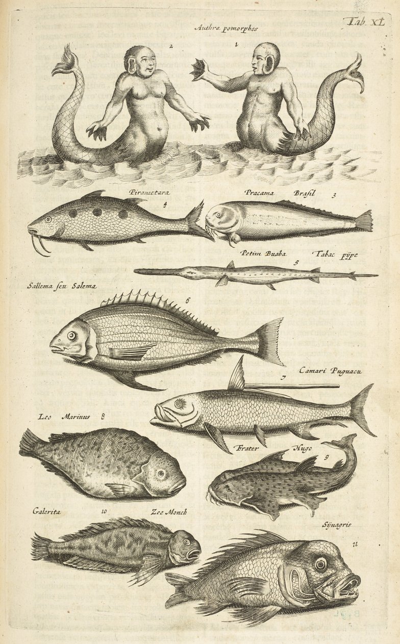 Tab XL, Anthropomorphos; Sirène; Triton; Poisson tropical, Illustration de 