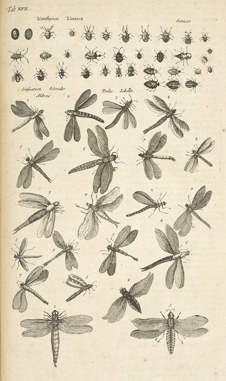 Tab XVII, Libellules, Illustration de 