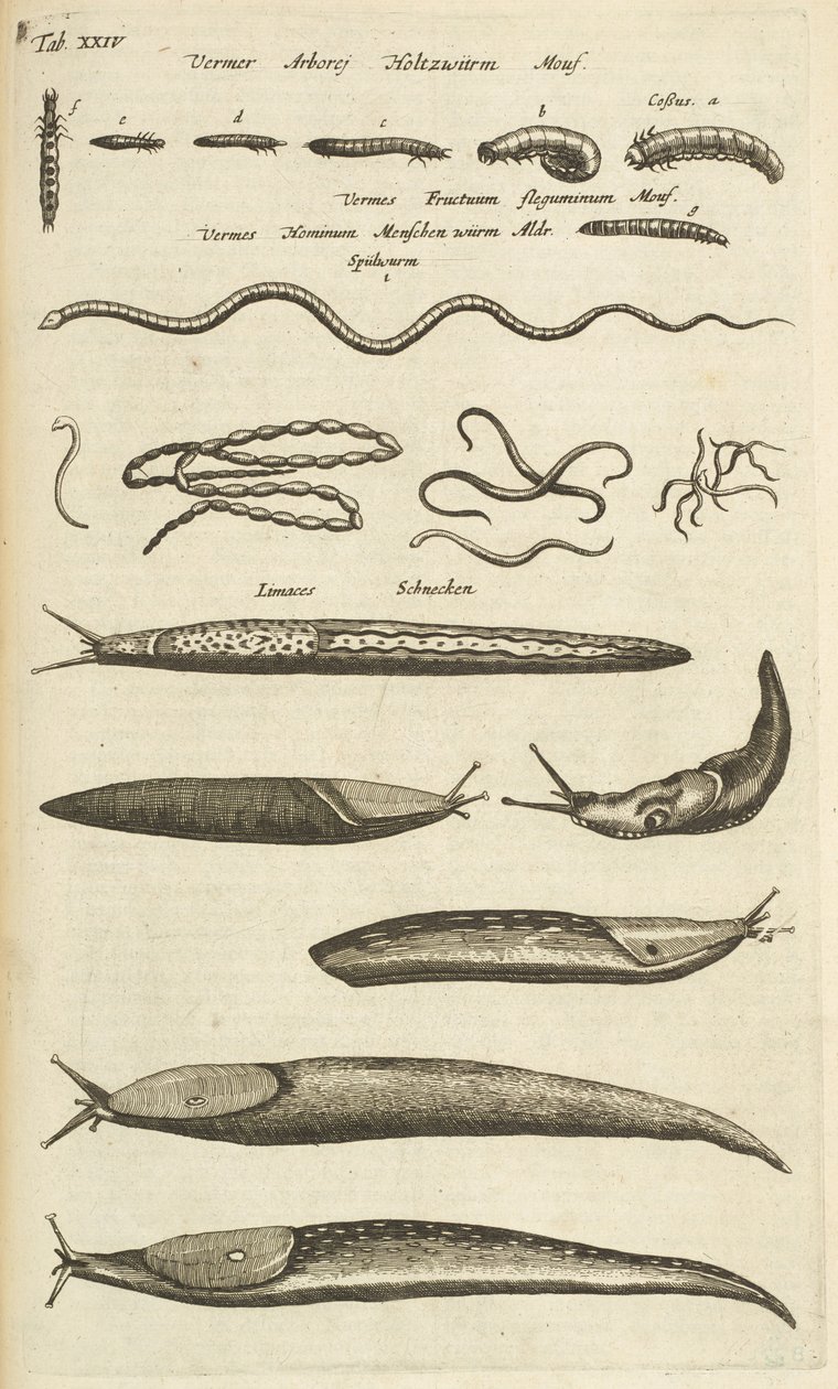 Tab XXIV, Limaces et vers, Illustration de 