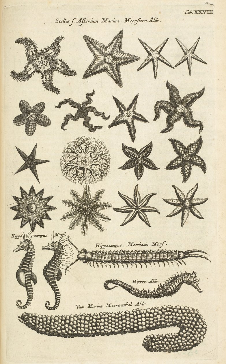 Tab XXVIII, Étoiles de mer et hippocampes, Illustration de 