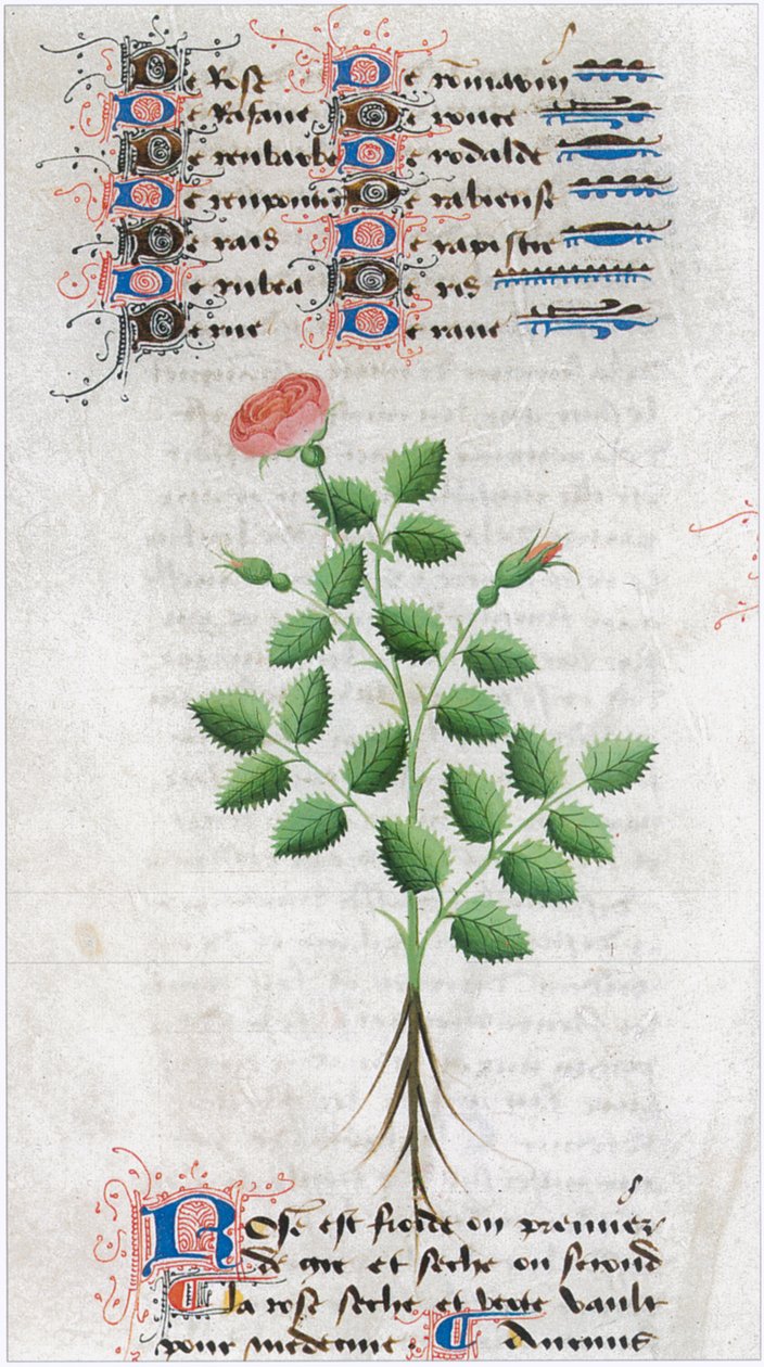  - Matthaeus Platearius