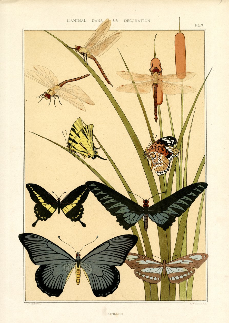 Études sur la nature des papillons et des libellules (litho) - Maurice Pillard Verneuil