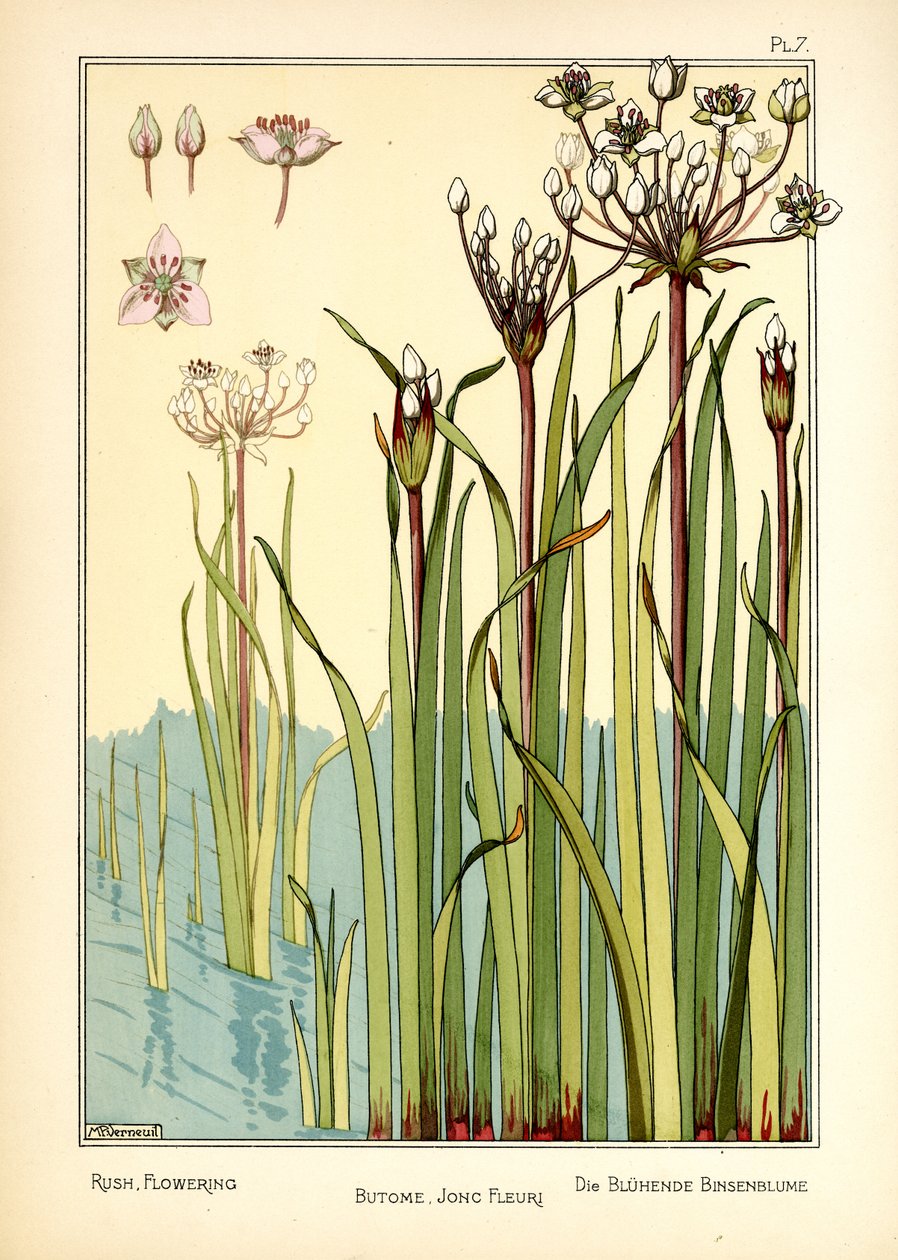 La floraison du rush | Maurice Pillard Verneuil